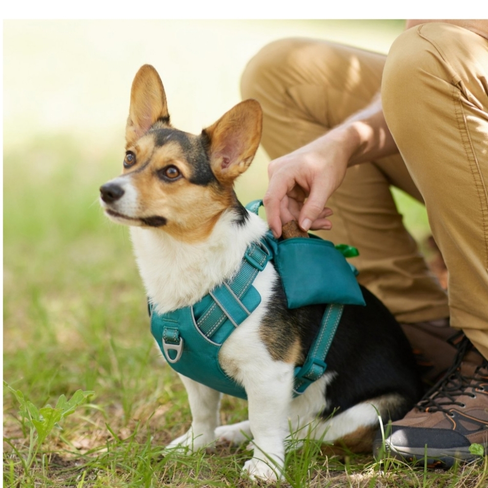 Frisco bayou teal harness with 💩 bag holder, size S